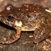Espíritu Santo Streamside Frog - Photo (c) Alex Rebelo, some rights reserved (CC BY-NC), uploaded by Alex Rebelo
