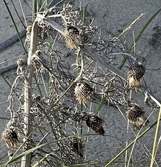 Cirsium pitcheri