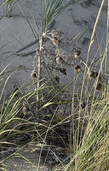 Cirsium pitcheri