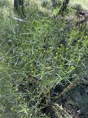 Senecio flaccidus