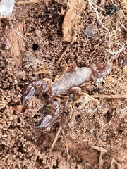 Urodacus manicatus