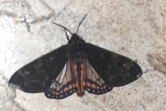 Dysschema magdala