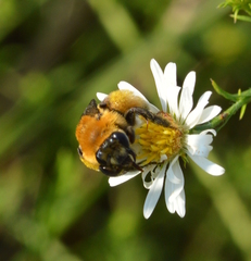 Melissodes dentiventris