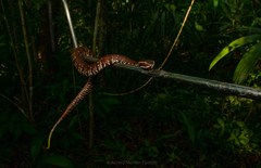 Agkistrodon russeolus
