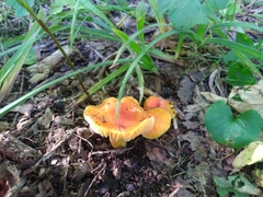 Hygrocybe acutoconica
