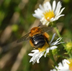 Melissodes dentiventris