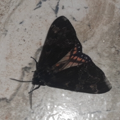 Dysschema magdala