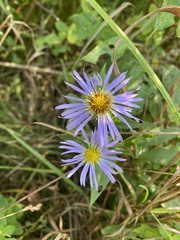 Symphyotrichum