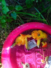 Hygrocybe acutoconica