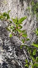 Bridgesia incisifolia