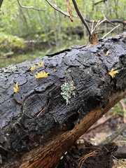 Calocera cornea