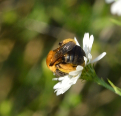 Melissodes dentiventris
