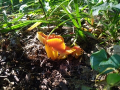 Hygrocybe acutoconica