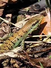 Emoia samoensis