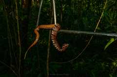 Agkistrodon russeolus