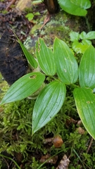 Streptopus lanceolatus