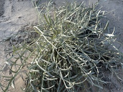Cirsium pitcheri