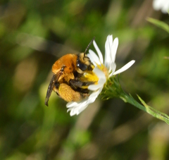 Melissodes dentiventris