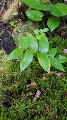 Streptopus lanceolatus