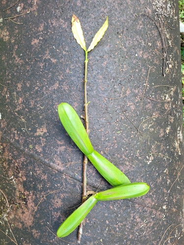 Funtumia elastica observed 2022-09-21