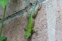 Sceloporus malachiticus
