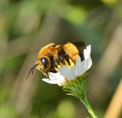 Melissodes dentiventris