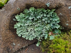 Parmotrema crinitum