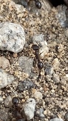 Tetramorium