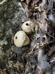 Lycoperdon excipuliforme