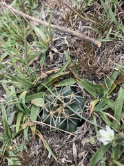 Coryphantha