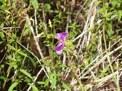 Rhexia mariana mariana