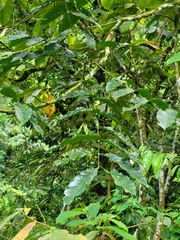 Dysoxylum