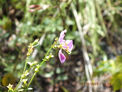 Rhexia mariana mariana