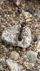 Tetramorium