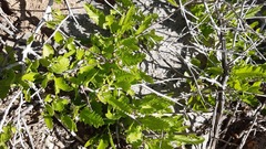 Bridgesia incisifolia