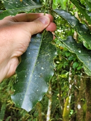 Dysoxylum