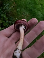 Stropharia rugosoannulata