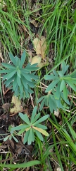 Euphorbia glauca