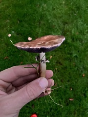 Stropharia rugosoannulata