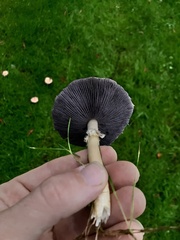 Stropharia rugosoannulata