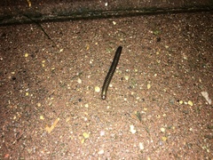 Cylindroiulus caeruleocinctus