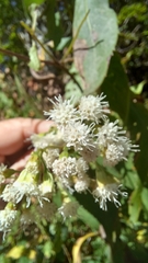 Eupatorium serotinum