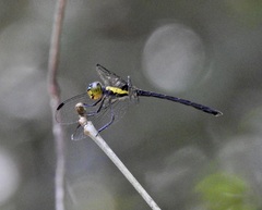 Agrionoptera longitudinalis biserialis