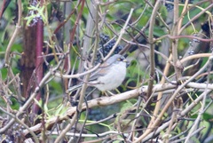 Junco phaeonotus