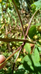 Eupatorium serotinum