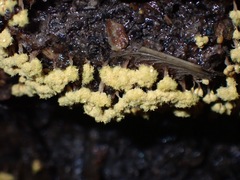 Oligonema verrucosum