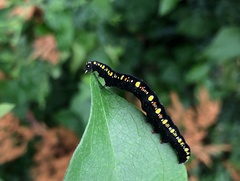 Oraesia emarginata