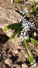 Tecophilaea violiflora