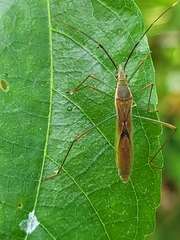 Leptocorisa