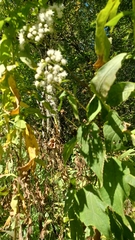 Eupatorium serotinum